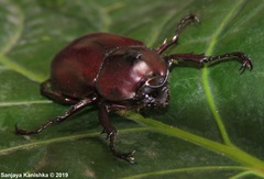 Xylotrupes meridionalis
