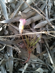 Oxalis polyphylla pentaphylla