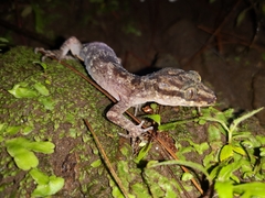 Cyrtodactylus marmoratus