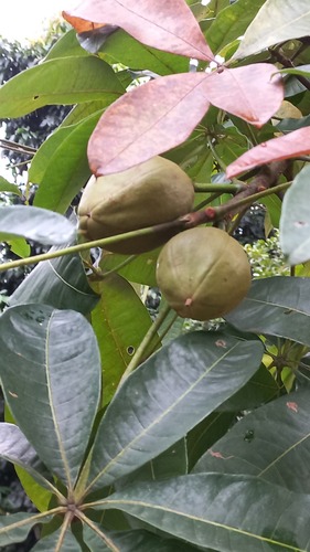 Pachira glabra