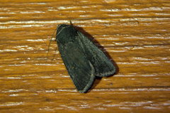 Proteuxoa asbolaea