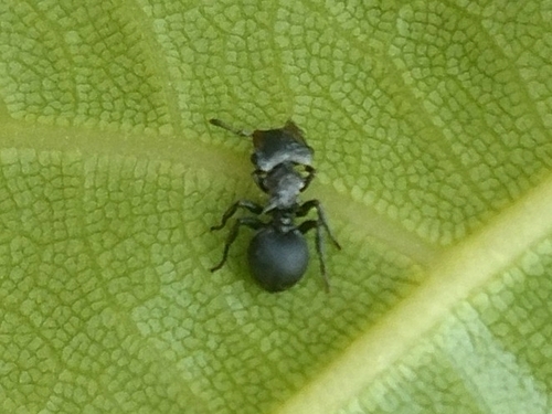 Cephalotes pusillus photo 5