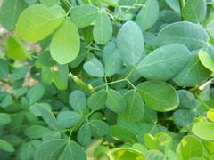 Microlobius foetidus