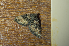 Xanthorhoe vacuaria