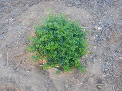 Microlobius foetidus