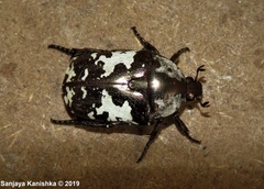 Protaetia aurichalcea