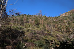 Aspalathus macrantha