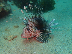 Pterois russelii