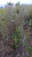 Cliffortia monophylla