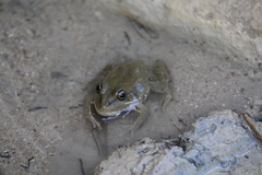 Pelophylax saharicus