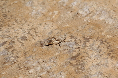 Sphingonotus savignyi