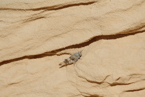 Sphingonotus savignyi
