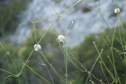 Image of Cephalaria joppensis by (c) yelena_antipova, some rights reserved (CC BY)