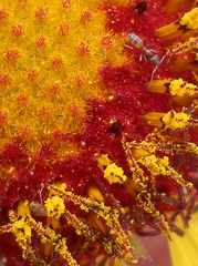 Forelius pruinosus