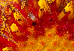 Forelius pruinosus