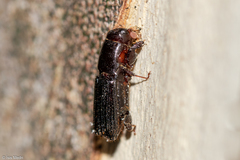 Platypodinae