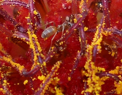 Forelius pruinosus