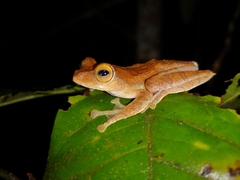 Rhacophorus margaritifer