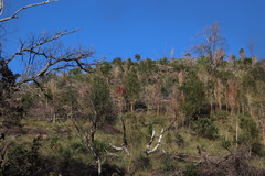 Aspalathus macrantha