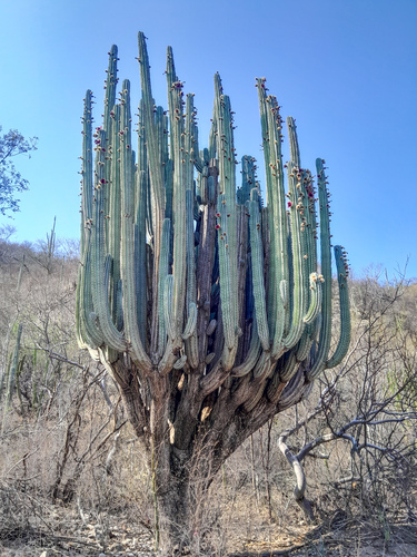 Pachycereus weberi (Pachycereus weberi)
