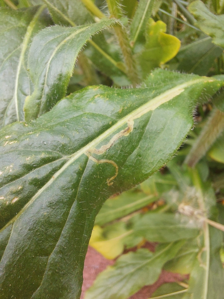 Phytomyza erigerophila