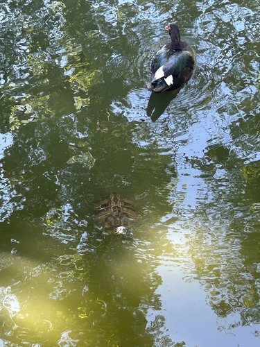 Domestic Muscovy Duck
