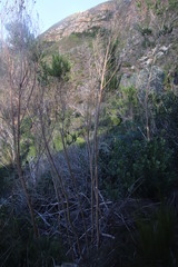 Aspalathus macrantha