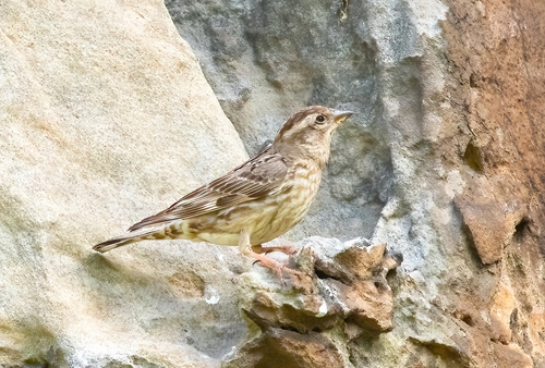 Gorrión chillón (Petronia petronia)