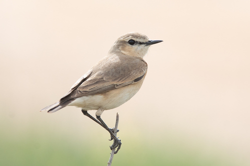 Collalba isabel (Oenanthe isabellina)