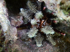 Eucidaris thouarsii