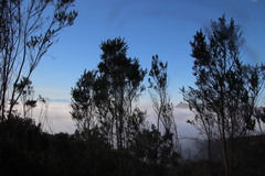 Aspalathus macrantha