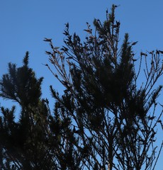 Aspalathus macrantha