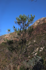 Aspalathus macrantha