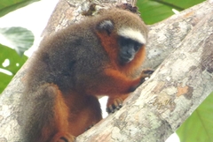 Plecturocebus discolor