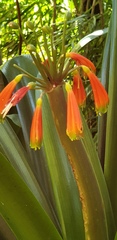 Clivia gardenii