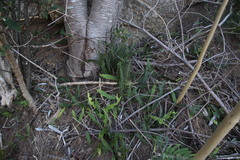 Blechnum australe australe