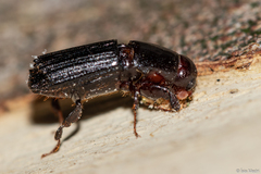 Platypodinae