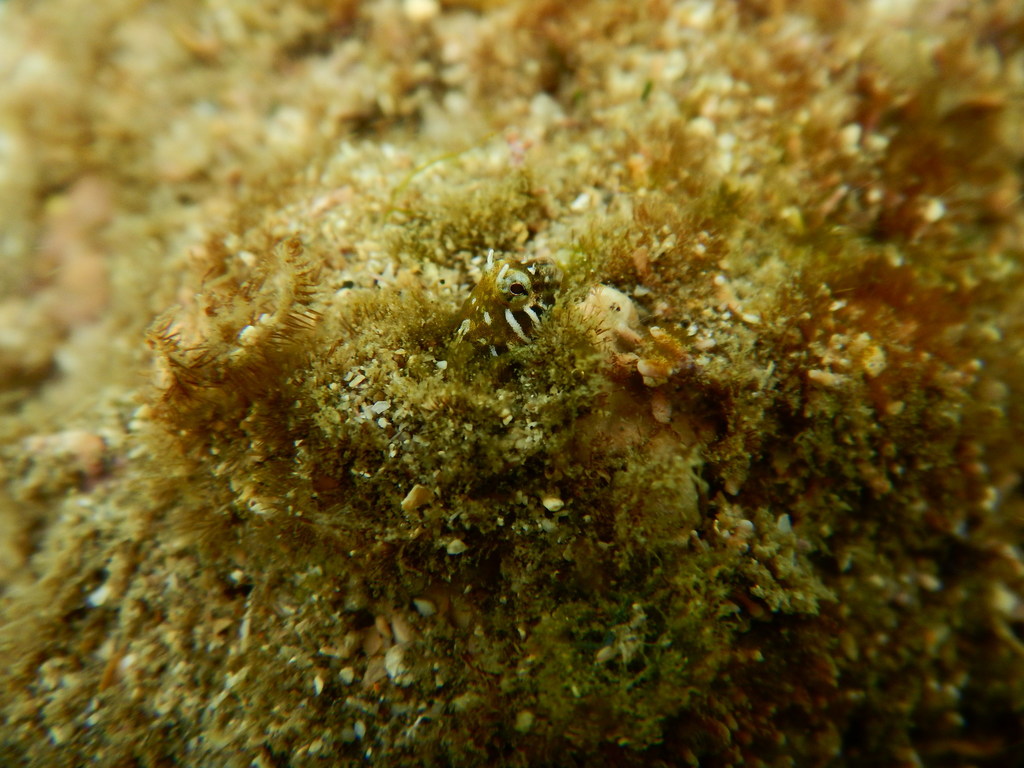 Coralliozetus