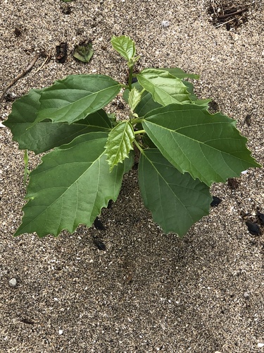 Cordia dichotoma