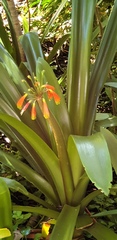 Clivia gardenii