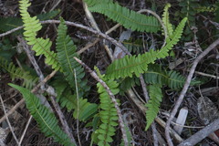 Blechnum australe australe