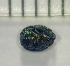 Pterocolus ovatus