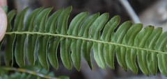 Blechnum australe australe