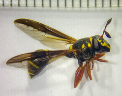 Polybiomyia bellardii