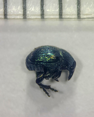 Pterocolus ovatus