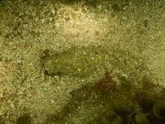 Holothuria inornata