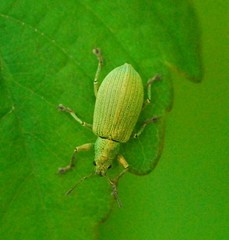 Polydrusus planifrons