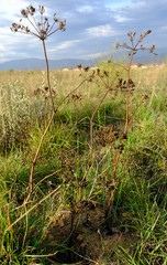 Lichtensteinia latifolia