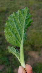 Lichtensteinia latifolia