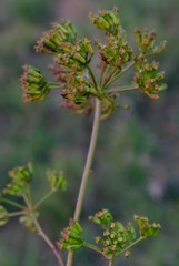 Lichtensteinia latifolia